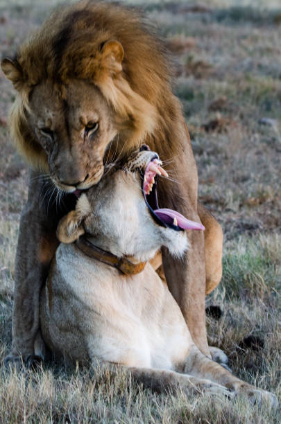 istock Mating lion couple 1245293284