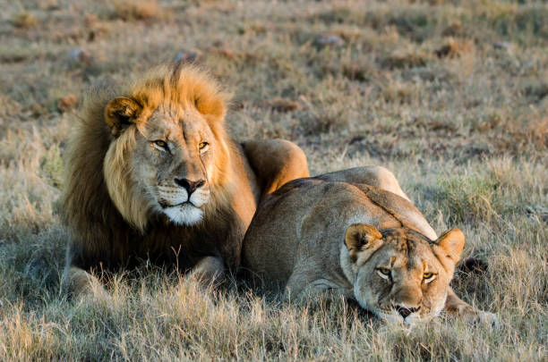 istock Bored Lion couple 1245293289
