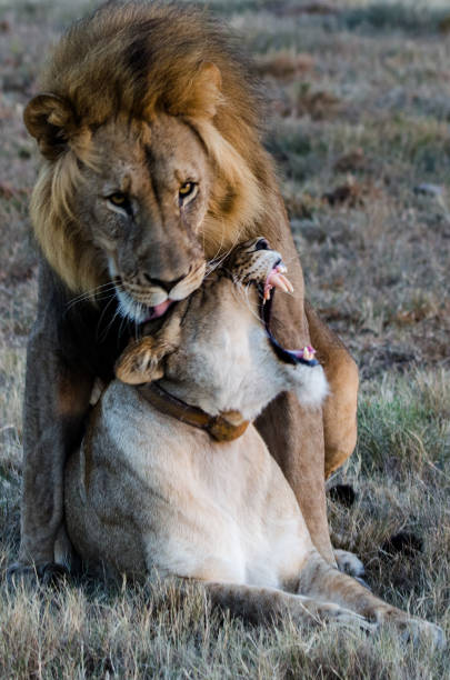 istock Mating lion couple finishing 1245293298