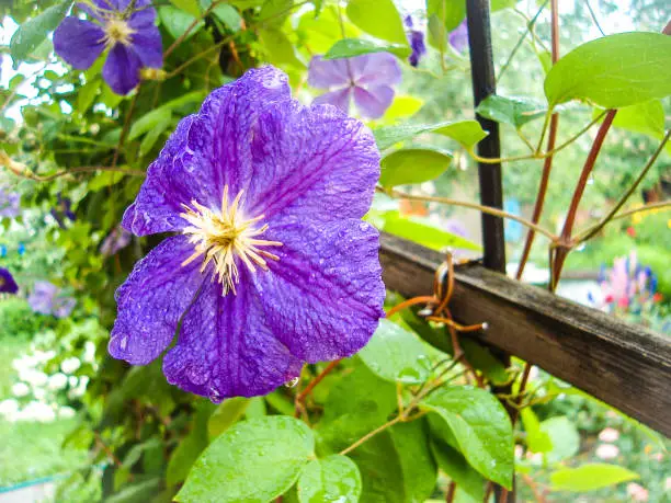 Photo of A purple clematis flower, clematis viticella, blooms in a Japanese garden. Flower of clematis - Ranunculaceae. Large-Flowered Clematis