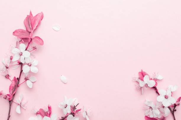 istock Spring border, spring blossom and April floral nature on pink background. Branches of blossoming apricot macro with soft focus. For easter and spring greeting cards with copy space. Springtime. 1245316418