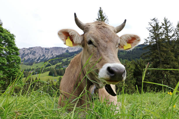 ein hübsches braunes rind mit hörnern und glocke liegt entspannt auf einer wiese in den bergen - alm bavaria mountain summer stock-fotos und bilder