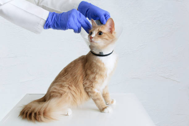 red kitten in a protective collar at a reception in a veterinary clinic. - coleira protetora imagens e fotografias de stock