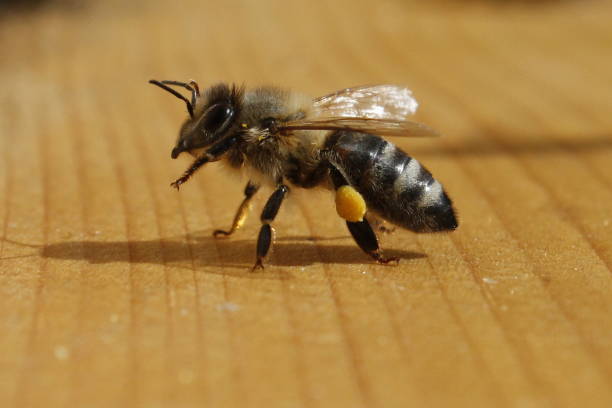 Honeybee Apis mellifera carnica Honey bee on wooden board with pollen
Apis mellifera Carnica, beesting cake stock pictures, royalty-free photos & images