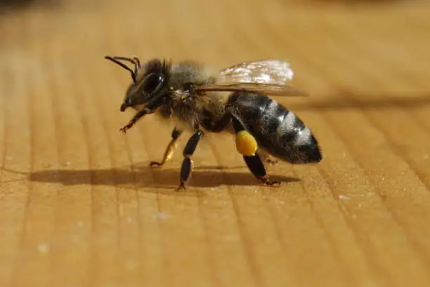 Honey bee on wooden board with pollen
Apis mellifera Carnica,