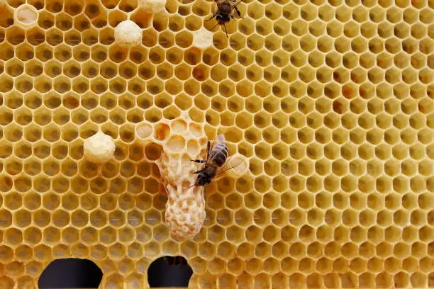Honey bees on a honeycomb, swarm, queen, bustle, honey, sage cell, larva, drone,
Apis mellifera Carnica,