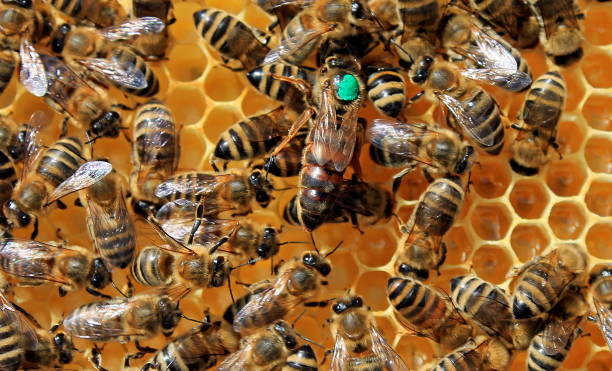 api e regina segnata, apis mellifera carnica su nido d'ape - insect animal eye flower flower head foto e immagini stock