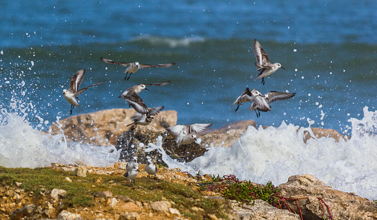 A group of dunlins taking off after sea water splashed against the reef