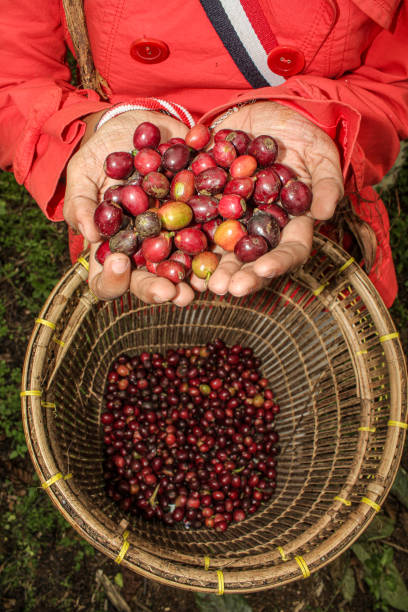 istock Coffee of Life 1245360188