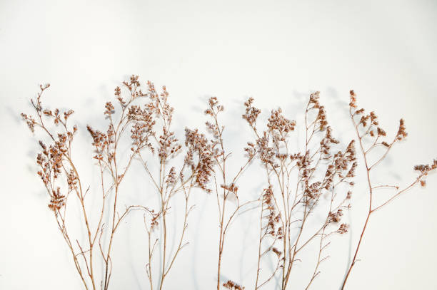 istock Flowers composition. Pink-grey flowers on white background. Flat lay, top view 1245360718