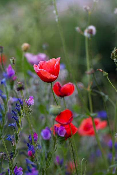 istock Colorful meadow. Red poppy flowers 1245369635