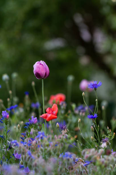 istock Beautiful garden flowers. Colorful meadow 1245370168
