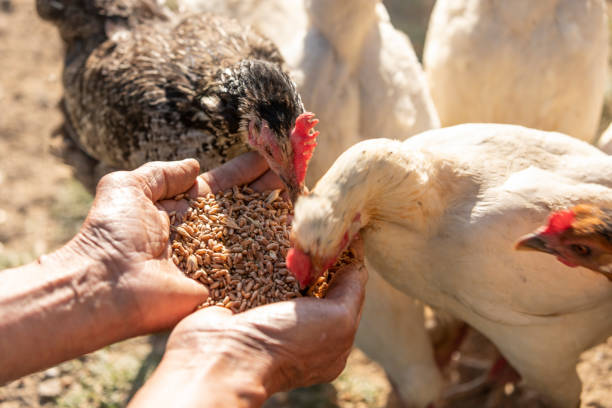 Old man feeding hens with his wheat filled hand Feeding hens in farm. Free-range chichen farm. Organic chicken breeding feeding chickens stock pictures, royalty-free photos & images