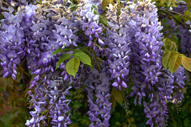 istock purple lilac bush blooms on may day 1245386097