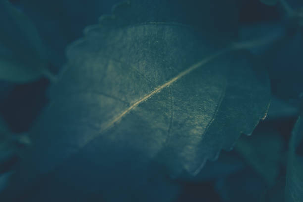 istock Closeup of green leaf texture; nature background 1245409538