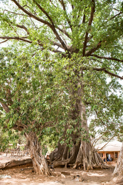 istock Guine Bissau 1245412528