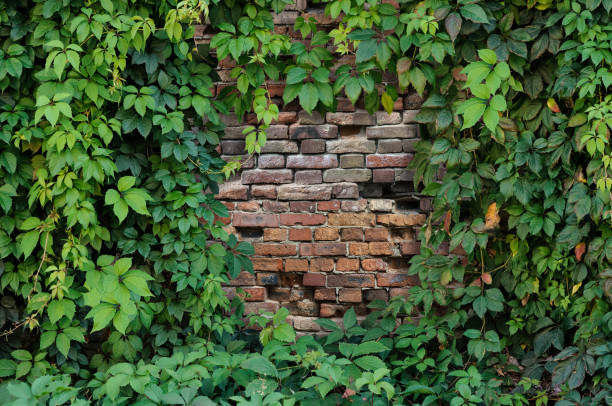 istock Framing an old brick wall with green ivy leaves. Copy space 1245414094