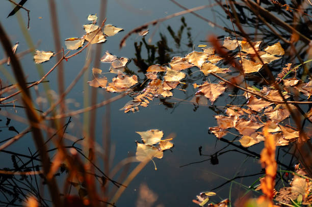 istock Autumn leaves on the water 1245414132