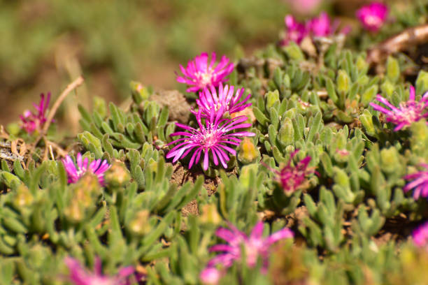 istock Bright Pink Trailing Ice Plant Flowers (Delosperma cooperi) 1245414134