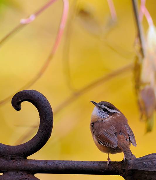 A Carolina Wren ( Thryothorus ludovicianus ) perched on a wrought iron ornament. Viewed from behind, it has its head cast upward and is looking back towards the camera. If it were a girl, it would flirting with the camera. A really great wren shot!