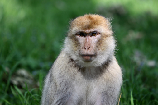 Macaco Barbary photo