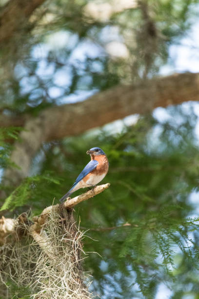 istock Male eastern bluebird Sialia sialis perches on a branch 1245444461