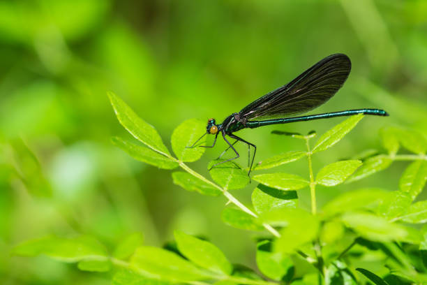 istock Ebony Jewelwing on Leaf in Springtime 1245454406