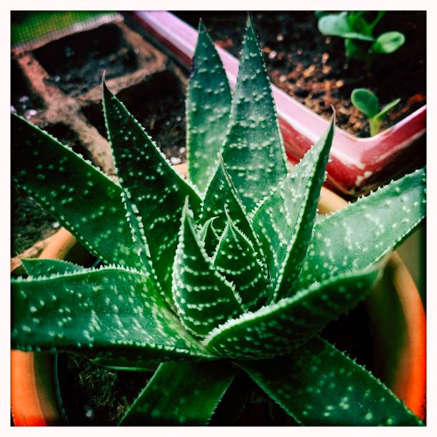 Aloe Vera in white pot on grey background with copy space