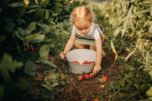 istock Kid helping in strawberry field 1245465068