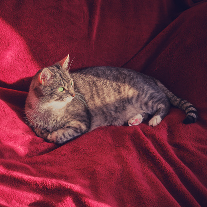 The cat is sitting on a red blanket in the sun. Domestic cat with green eyes looks thoughtfully
