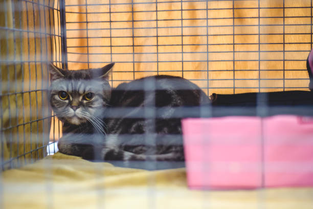 istock British Shorthair cat lies in a cage 1245466826
