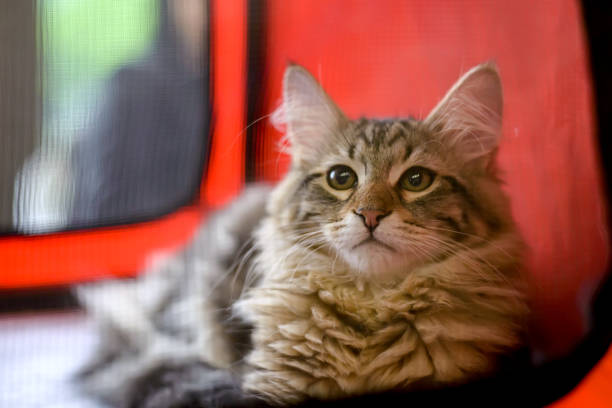 istock Maine thoroughbred breed Maine Coon 1245466832