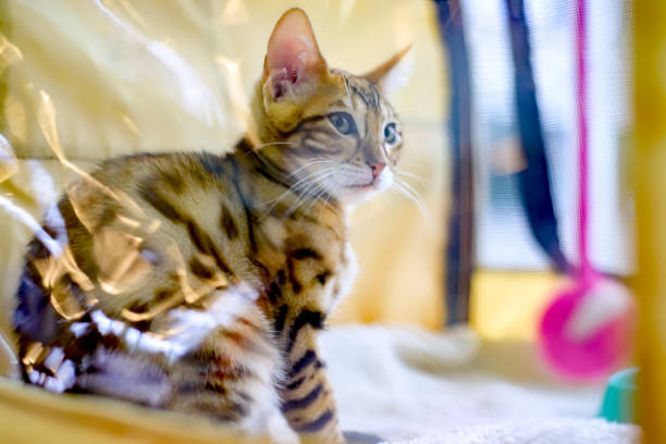 istock Bengal kitten with a predatory color sits in a plastic box. 1245466838