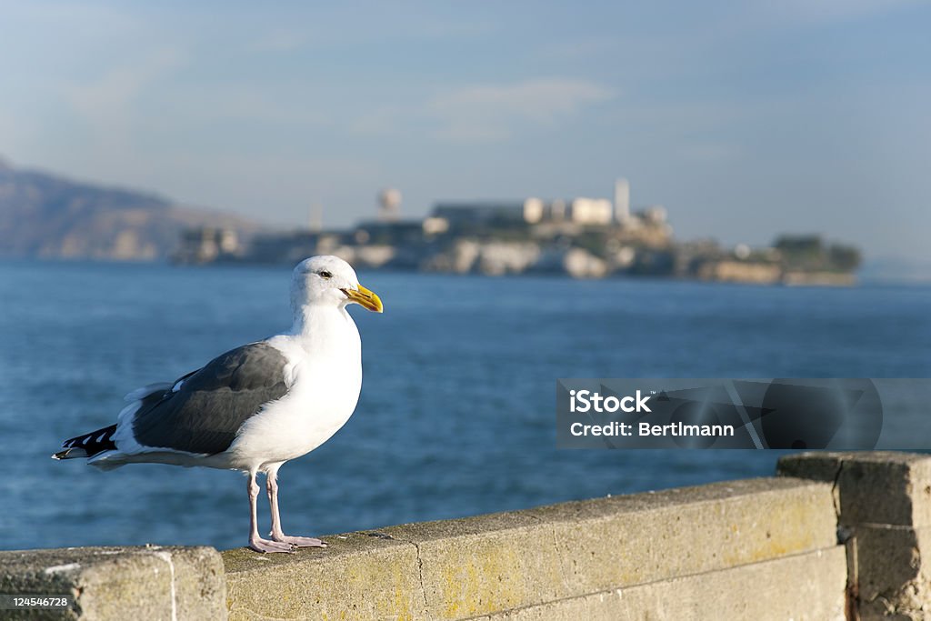 Sea gull a San Francisco - Foto stock royalty-free di Costa - Caratteristica costiera