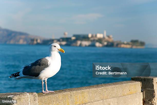 Sea Gull A San Francisco - Fotografie stock e altre immagini di Costa - Caratteristica costiera - Costa - Caratteristica costiera, Giustizia, Acqua