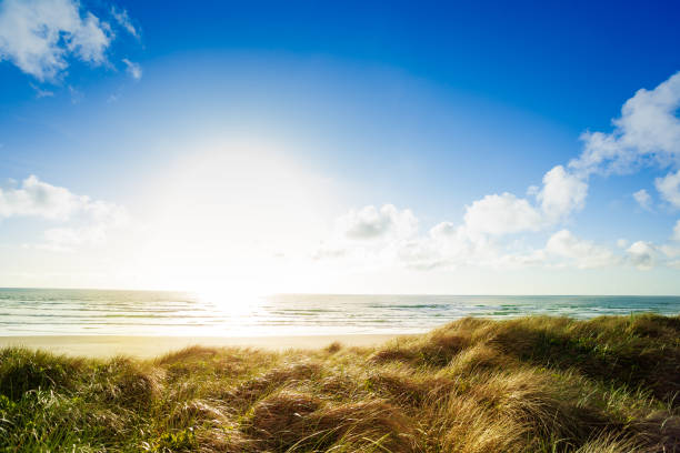 istock California ocean beach through grass on sand dune 1245467455