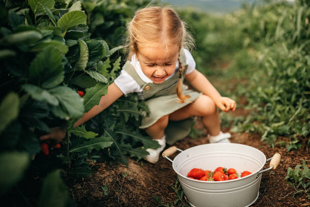 istock Kid helping in strawberry field 1245467991