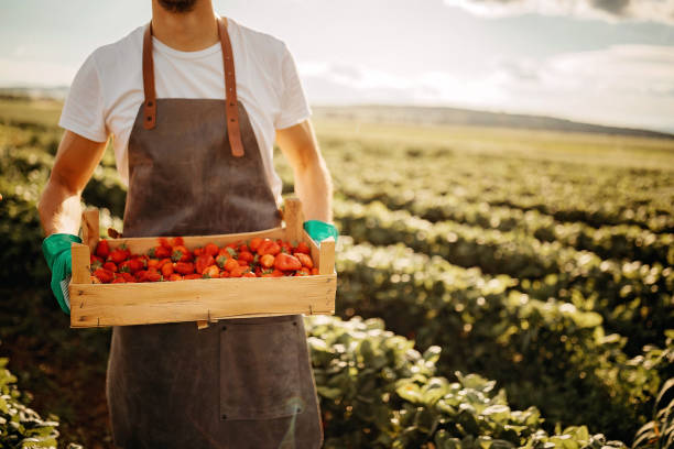 istock Man picking strawberries on farm 1245469113