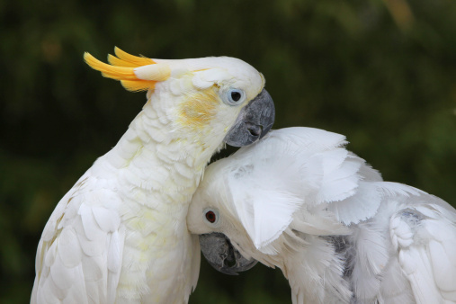 White cockatoo and Yellow cockatoo
