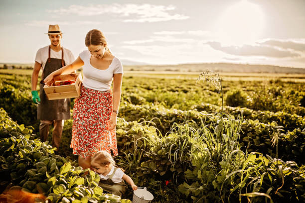 istock Sunny day in the stwarberry field 1245488168