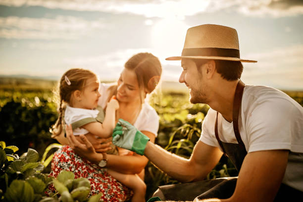 istock Sunny day in the stwarberry field 1245490066
