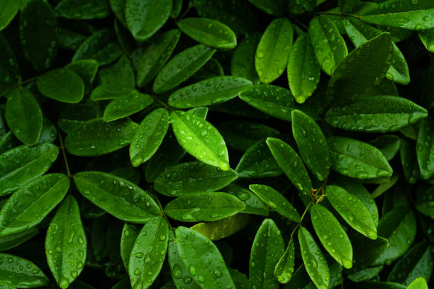 istock Water drops on dark foliage green leaf 1245500543