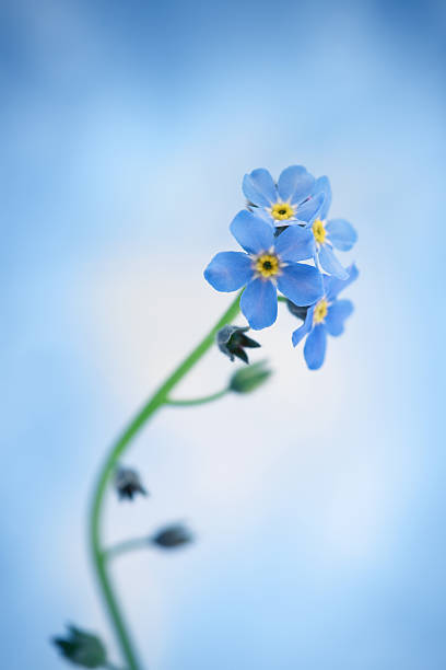 bleue - myosotis sylvatica photos et images de collection