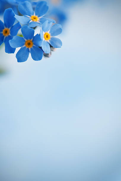 Forget Me Not Frame Forget me not flowers on blue background. Selective focus. forget me not stock pictures, royalty-free photos & images