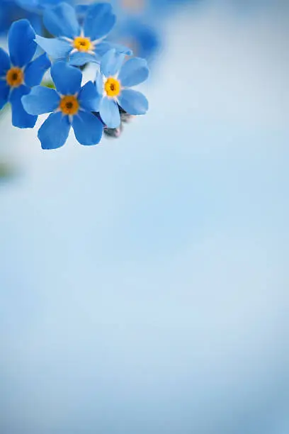 Forget me not flowers on blue background. Selective focus.