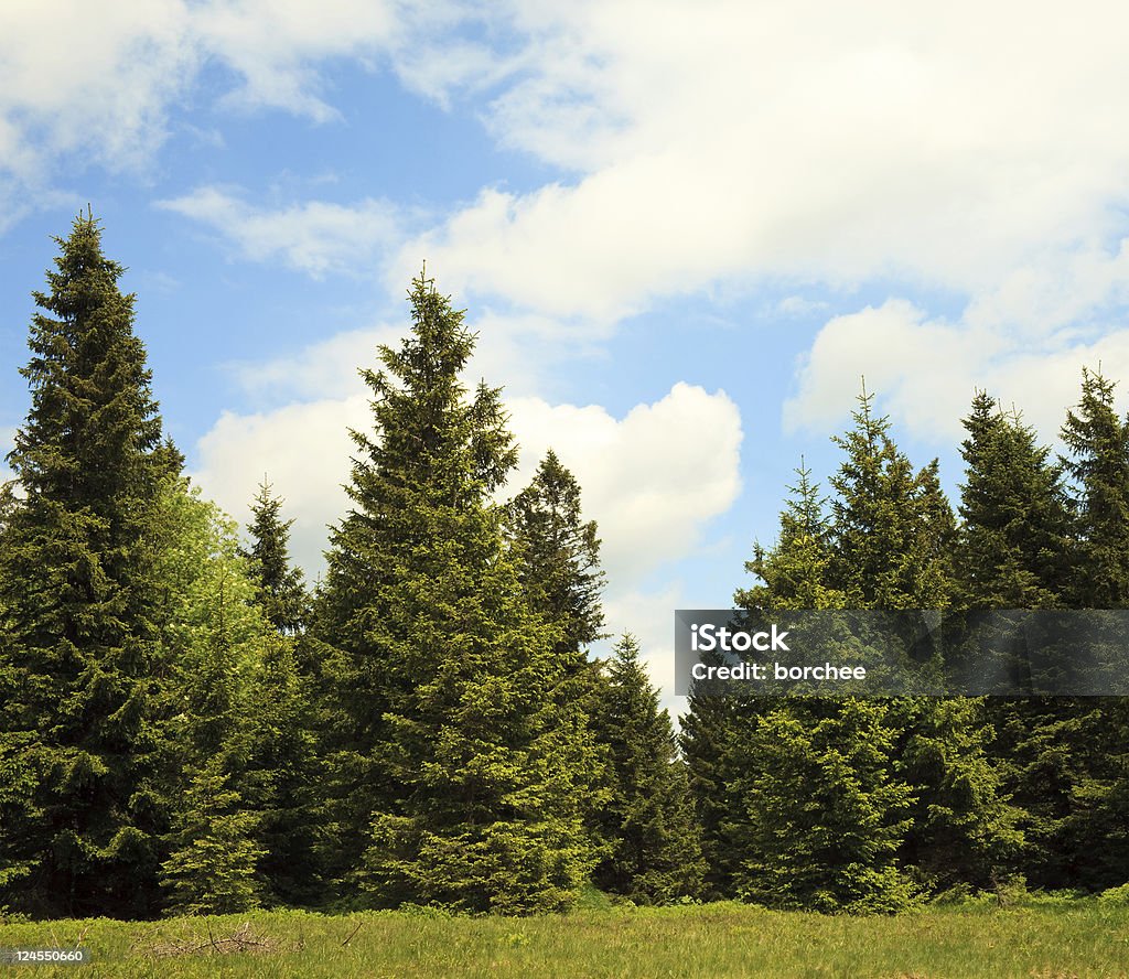 Trees de pinos - Foto de stock de Abeto Picea libre de derechos