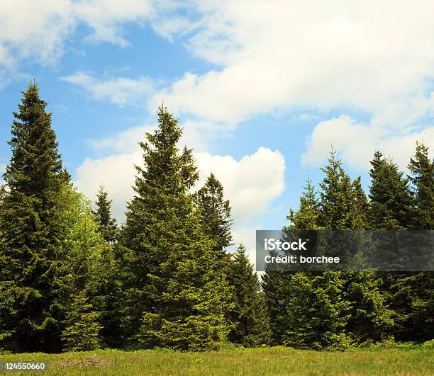 Trees De Pinos Foto de stock y más banco de imágenes de Abeto Picea - Abeto Picea, Aire libre, Azul