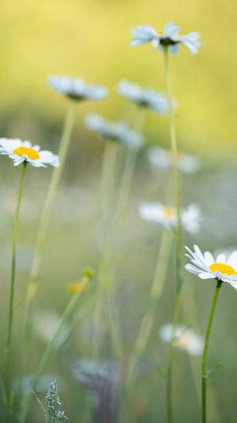 istock field of daisies 1245507781
