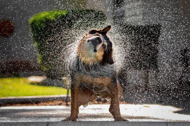 Blue Heeler or Australian Cattle dog shakes water off of her coat while standing next to a pool.  Giant splash circle and back-lit water with focus on the eyes of the dog with one eye looking at the camera.