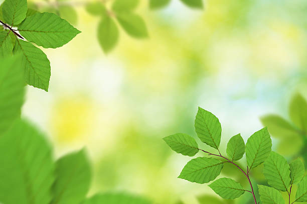 istock Green Leaves XXXL 124552280